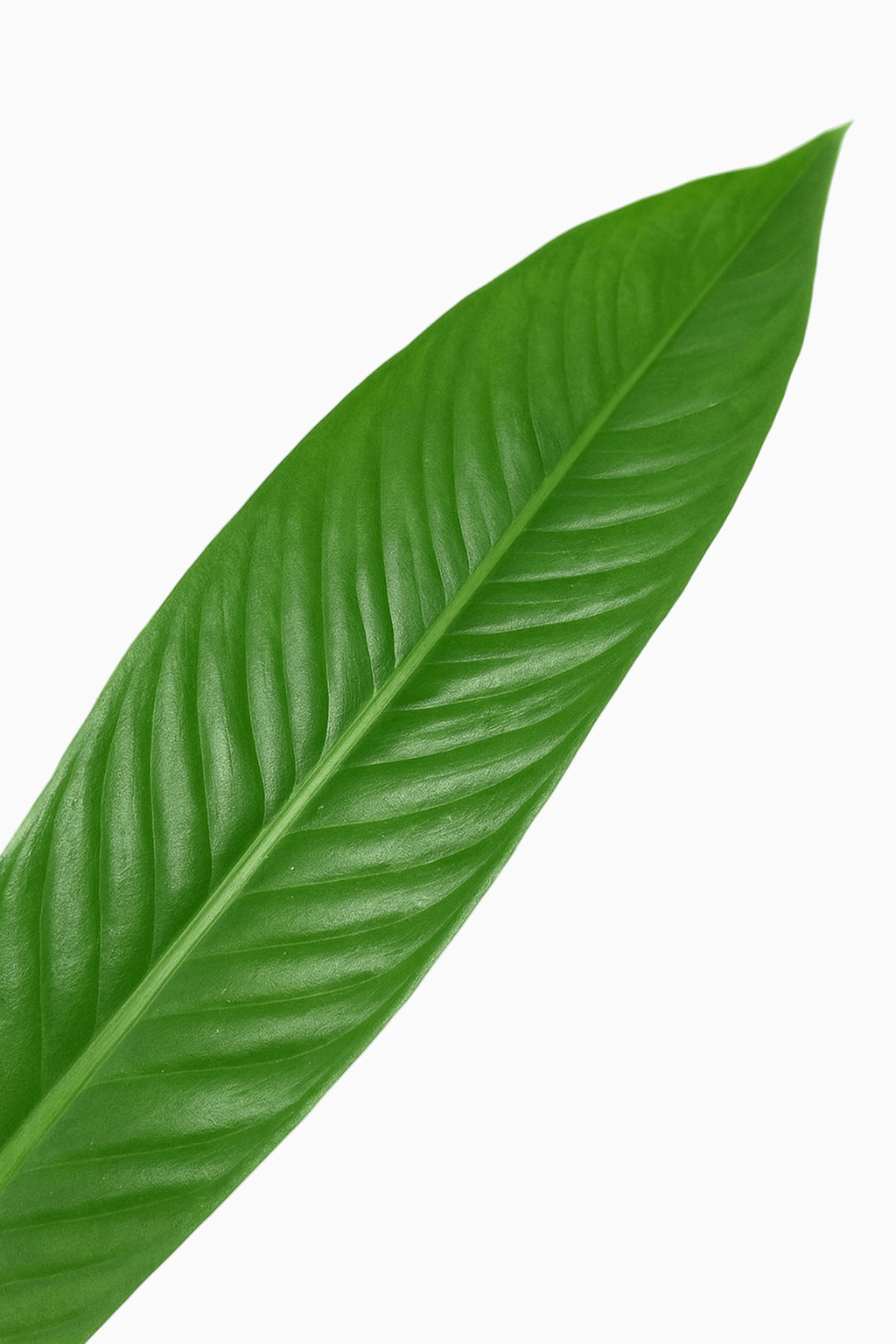 philodendron campii Philodendron Campii — Rare Wavy Foliage