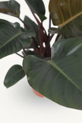 Filodendro Congo Red – Ø27 cm – H80 cm - Verdeia - 2