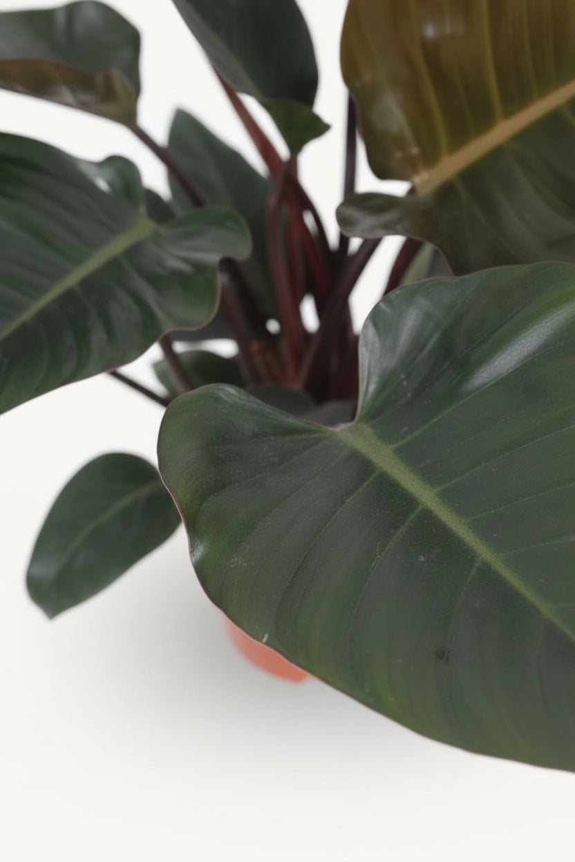 Philodendron Congo Red – Ø27 cm – H80 cm - Verdeia - 2