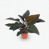 Filodendro Congo Red – Ø27 cm – H80 cm - Verdeia - 1