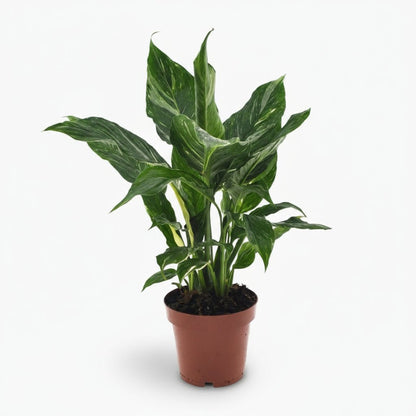 Philodendron Diamond Variegata - Verdeia