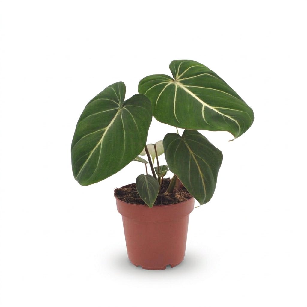 Philodendron gloriosum (Philodendron glorieux) — H25 cm | Pot Ø12 cm - Verdeia - 1