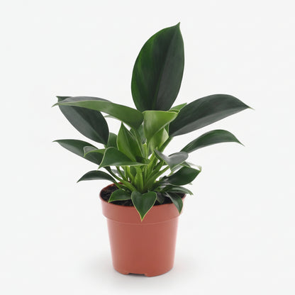 Filodendro Green Princess – Ø12 cm – H25 cm - Verdeia - 1