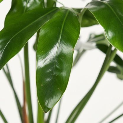 Philodendron Green Wonder – Ø24 cm – H100 cm - Verdeia - 2