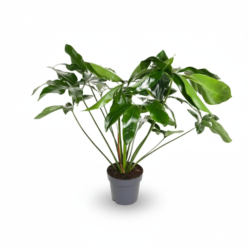 Philodendron Green Wonder – Ø24 cm – H100 cm - Verdeia - 1