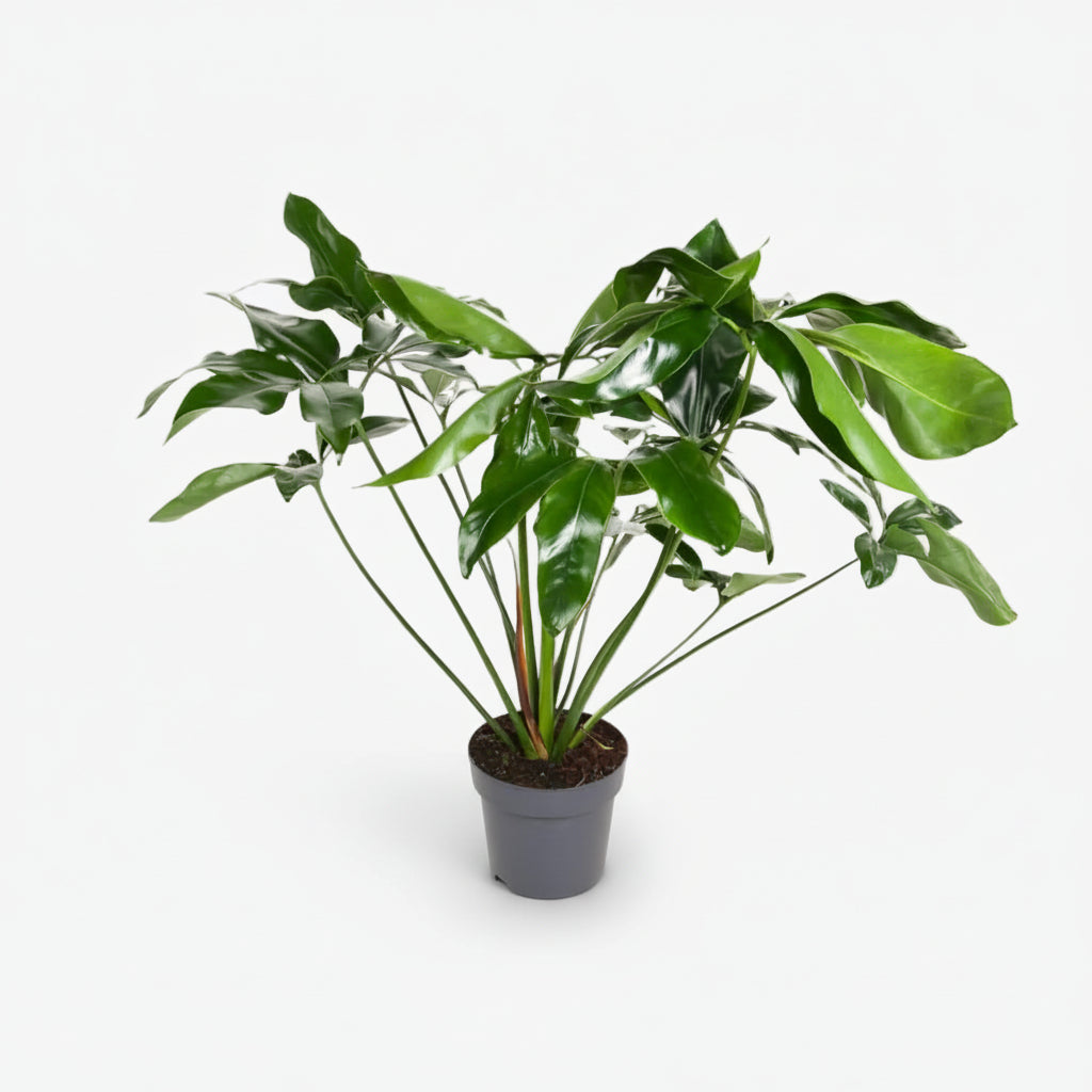Philodendron Green Wonder – Ø24 cm – H100 cm - Verdeia - 1