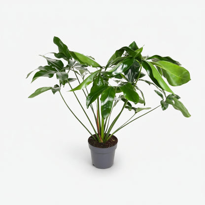 Philodendron Green Wonder – Ø24 cm – H100 cm - Verdeia - 1