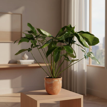 Philodendron Green Wonder – Ø24 cm – H100 cm - Verdeia - 4