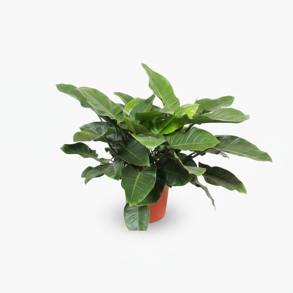 Philodendron Imperial Green – Feuillage tropical d’intérieur - Verdeia