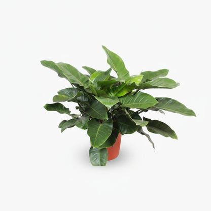 Philodendron Imperial Green – Feuillage tropical d’intérieur - Verdeia