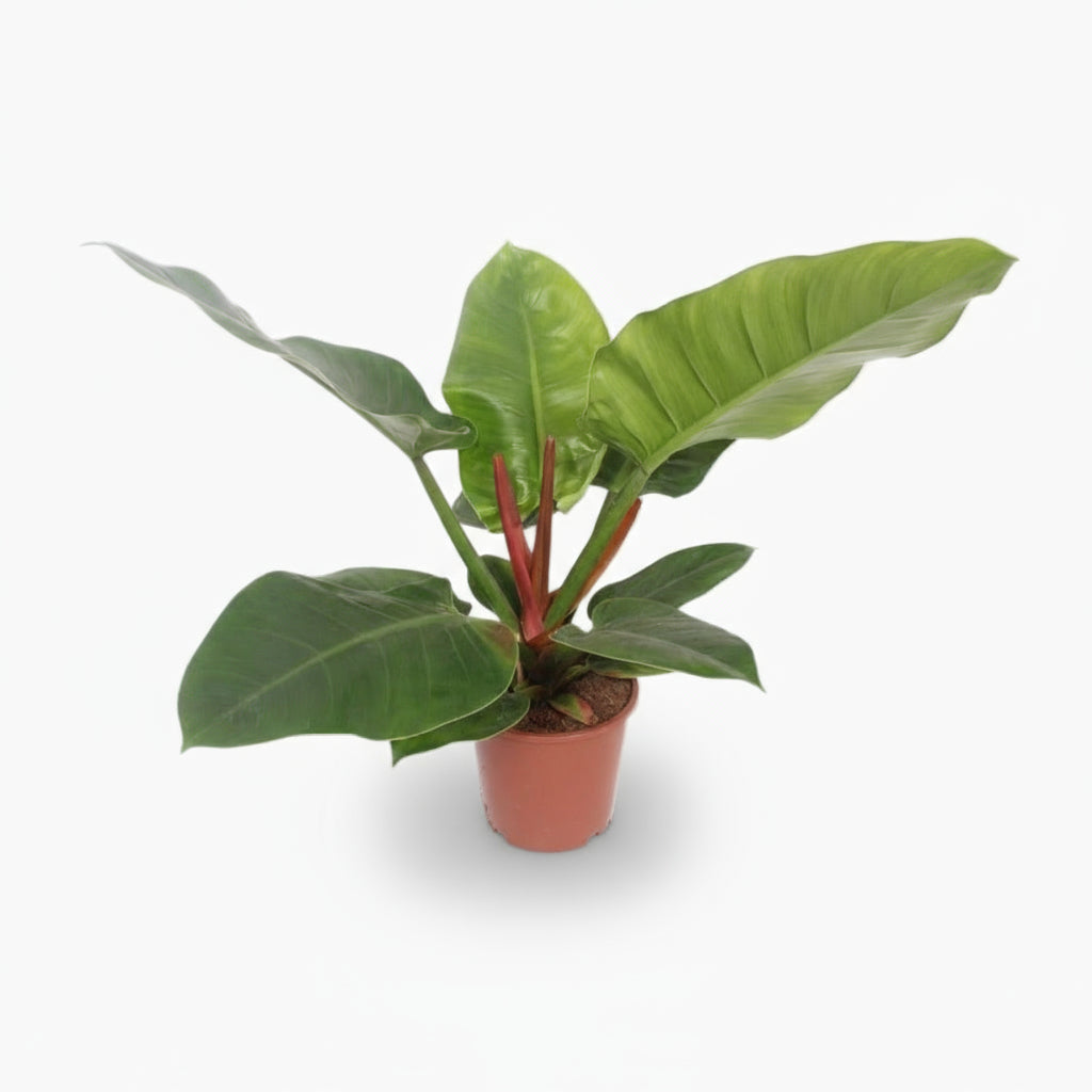Philodendron Imperial Green – Feuillage tropical d’intérieur - Verdeia