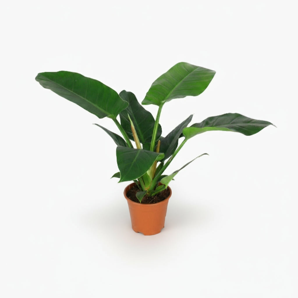 Philodendron Imperial Green – Feuillage tropical d’intérieur - Verdeia