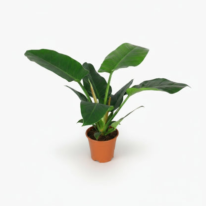 Philodendron Imperial Green – Feuillage tropical d’intérieur - Verdeia