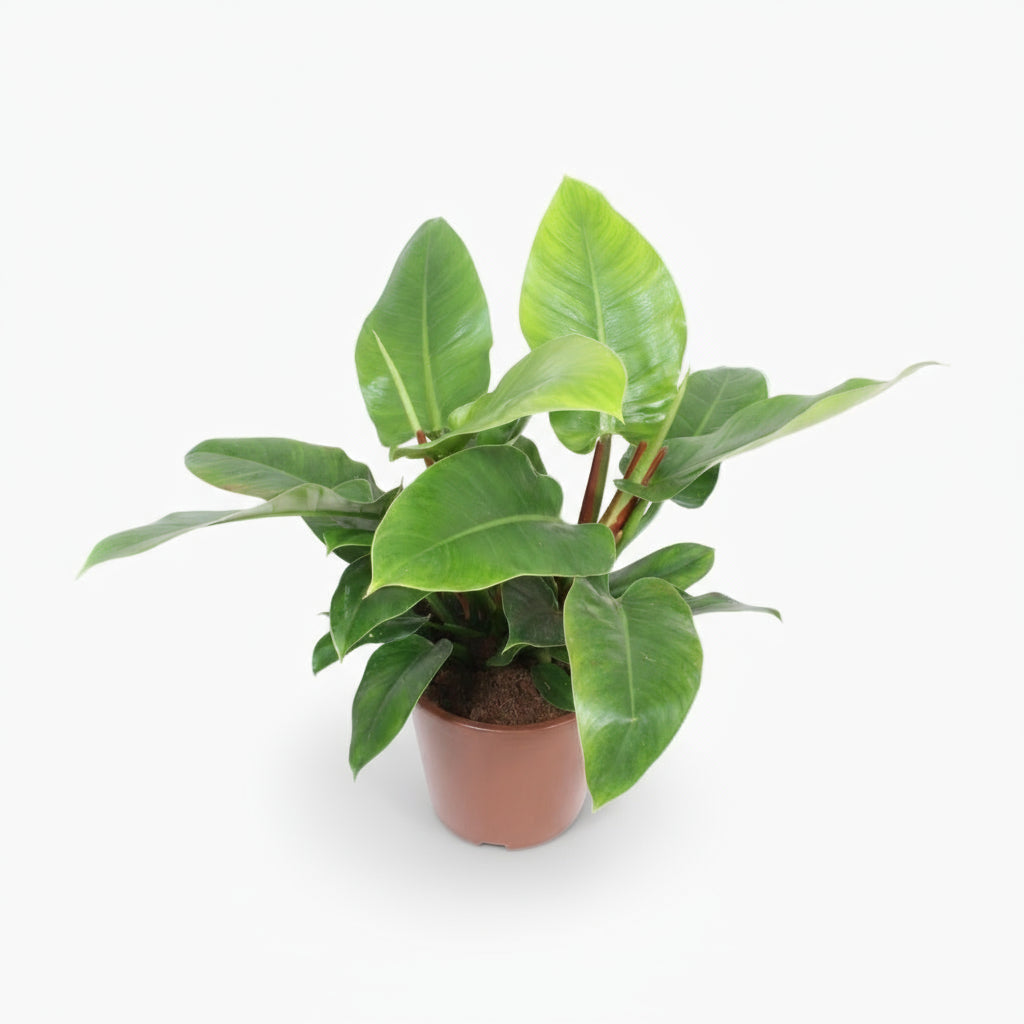 Philodendron Imperial Green – Feuillage tropical d’intérieur - Verdeia
