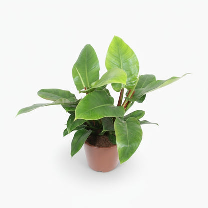 Philodendron Imperial Green – Feuillage tropical d’intérieur - Verdeia