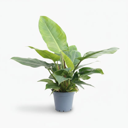 Philodendron Imperial Green – Feuillage tropical d’intérieur - Verdeia