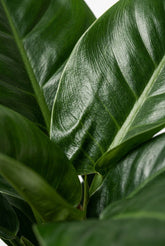 Philodendron &
