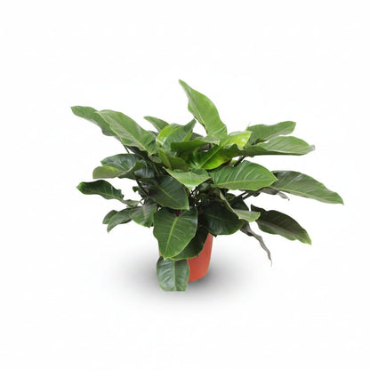 Philodendron &