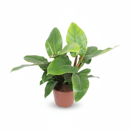 Philodendron &