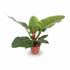 Philodendron &