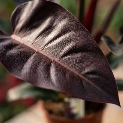 Philodendron &