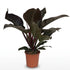 Philodendron &