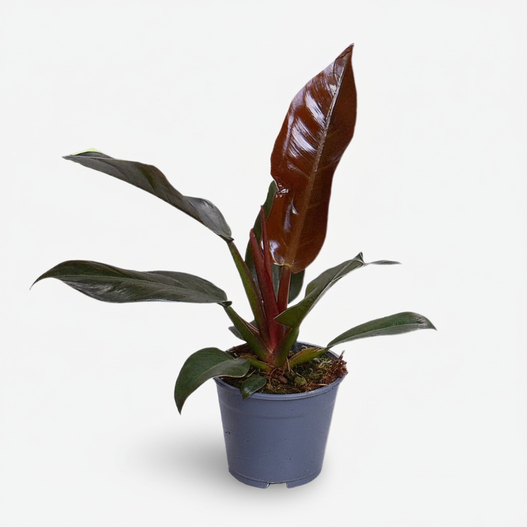 Filodendro Imperial Rojo — Philodendron impérial rouge - Verdeia - 1