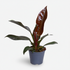 Filodendro Imperial Rojo — Philodendron impérial rouge - Verdeia - 1