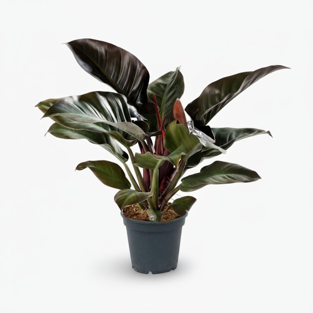 Philodendron Imperial Red – Philodendron impérial rouge - Verdeia