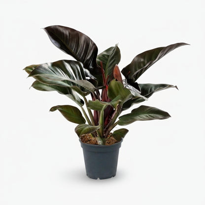 Philodendron Imperial Red – Philodendron impérial rouge - Verdeia