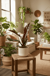 Filodendro Imperial Rojo — Philodendron impérial rouge - Verdeia - 4