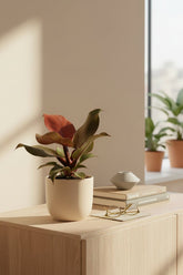 Filodendro Imperial Rojo — Philodendron impérial rouge - Verdeia - 6