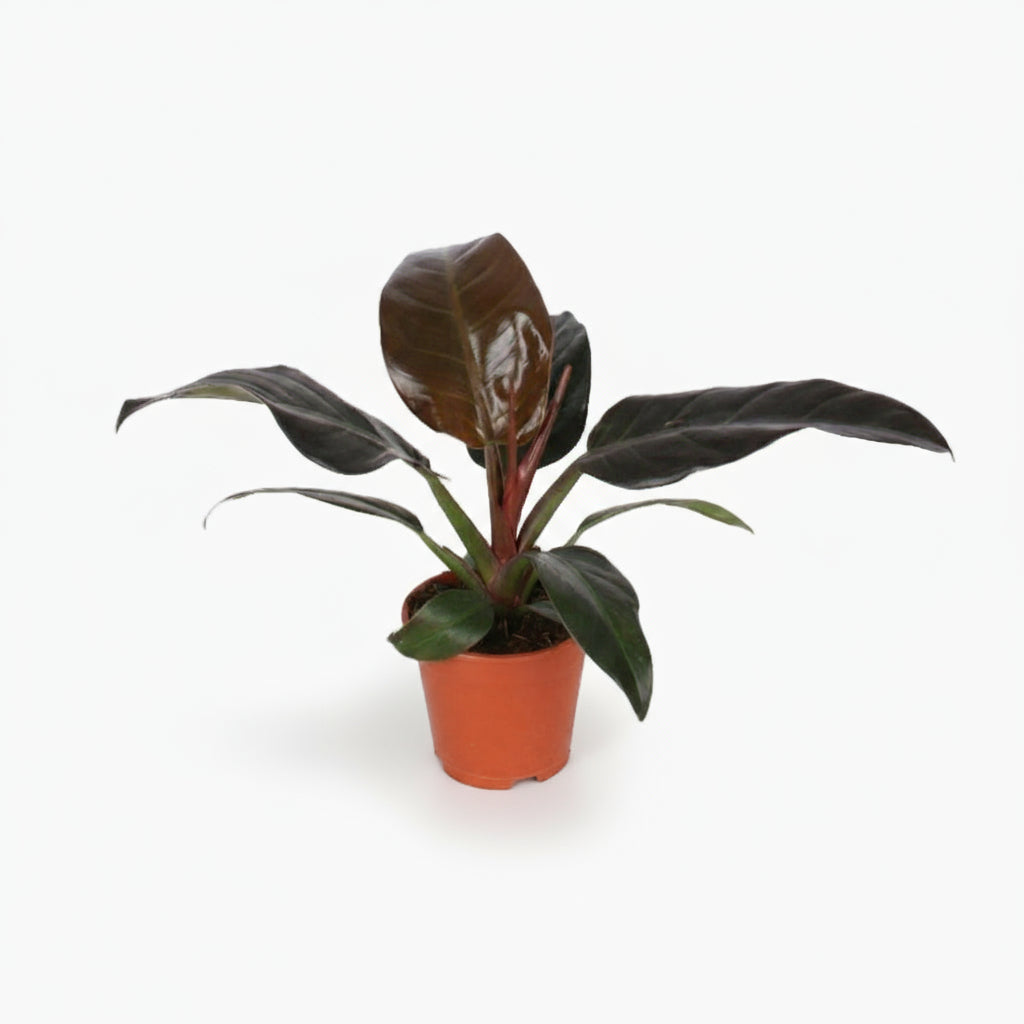 Philodendron Imperial Red – Philodendron impérial rouge - Verdeia