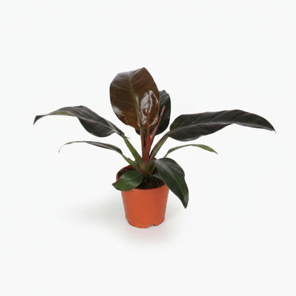 Philodendron Imperial Red – Philodendron impérial rouge - Verdeia
