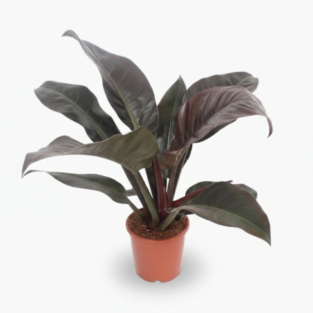 Philodendron Imperial Red – Philodendron impérial rouge - Verdeia