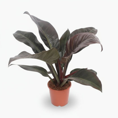 Philodendron Imperial Red – Philodendron impérial rouge - Verdeia