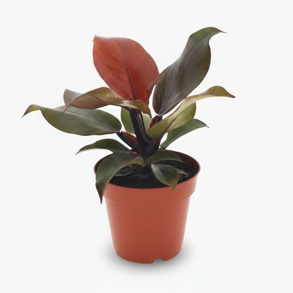 Philodendron Imperial Red – Philodendron impérial rouge - Verdeia