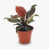 Philodendron Imperial Red – Philodendron impérial rouge - Verdeia