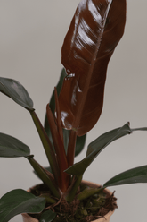 Filodendro Imperial Rojo — Philodendron impérial rouge - Verdeia - 2