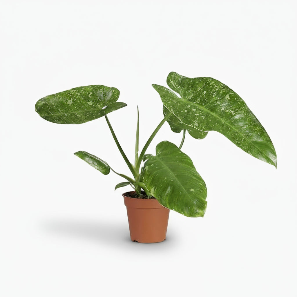 Philodendron Jose Buono – Ø15cm – ↕45cm - Verdeia