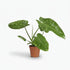 Philodendron Jose Buono – Ø15cm – ↕45cm - Verdeia