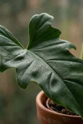 Philodendron lacerum (Philodendron à feuilles lacérées) — H65 cm | Pot Ø19 cm - Verdeia - 2