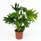 Philodendron &