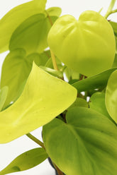 Filodendro Lima – Ø12 cm – H20 cm - Verdeia - 2