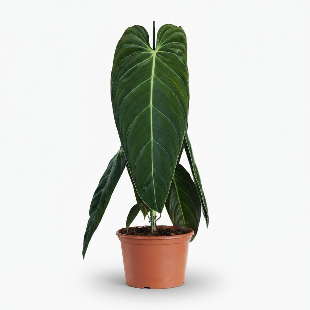 Philodendron melanochrysum — Ø21 cm — H75 cm - Verdeia