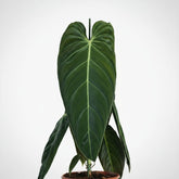 Philodendron Melanochrysum — Ø21 cm — A75 cm - Verdeia - 2