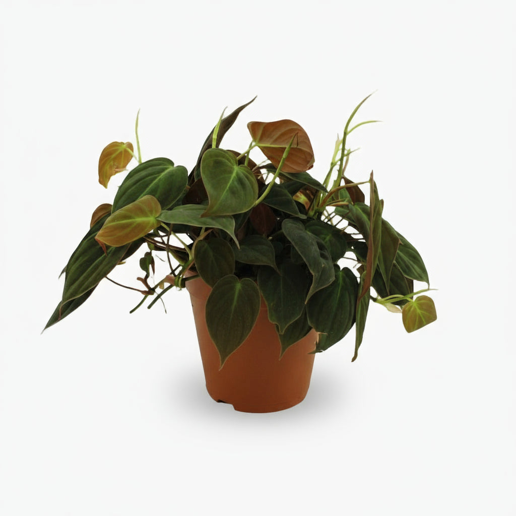 Philodendron Micans – Philodendron velours - Verdeia