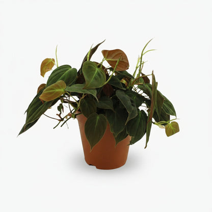 Philodendron Micans – Philodendron velours - Verdeia
