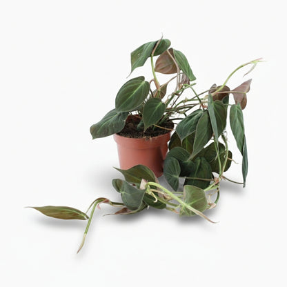 Philodendron Micans – Philodendron velours - Verdeia