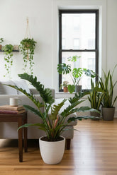 narrow escape philodendron Philodendron Narrow Escape — Elongated Foliage